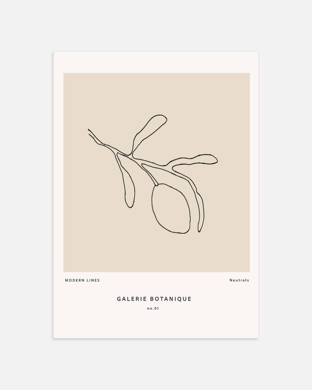 Modern botanical line drawing Poster
