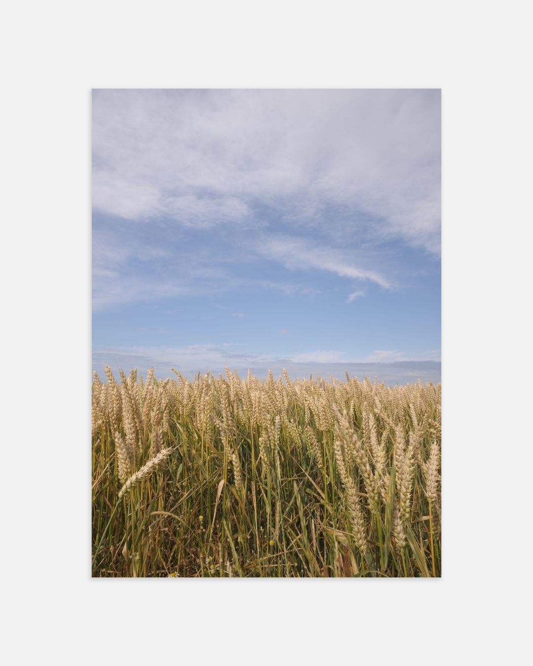 Tarweveld onder blauwe hemel Poster