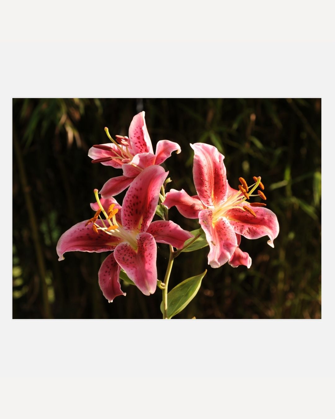 Pink lilies Poster