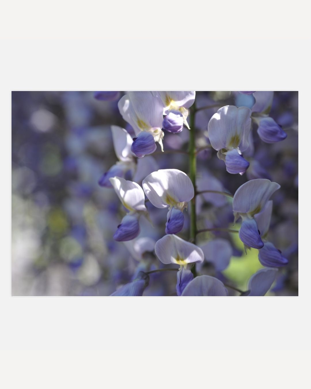 Blauwe bloesems Poster