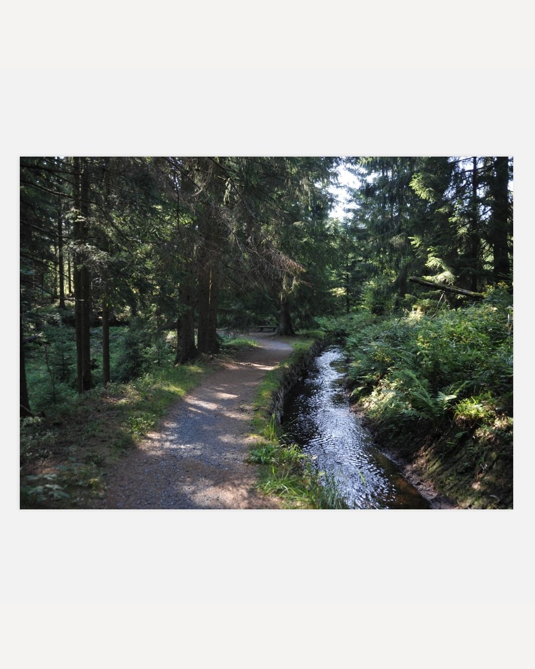 Waldspaziergang-Poster