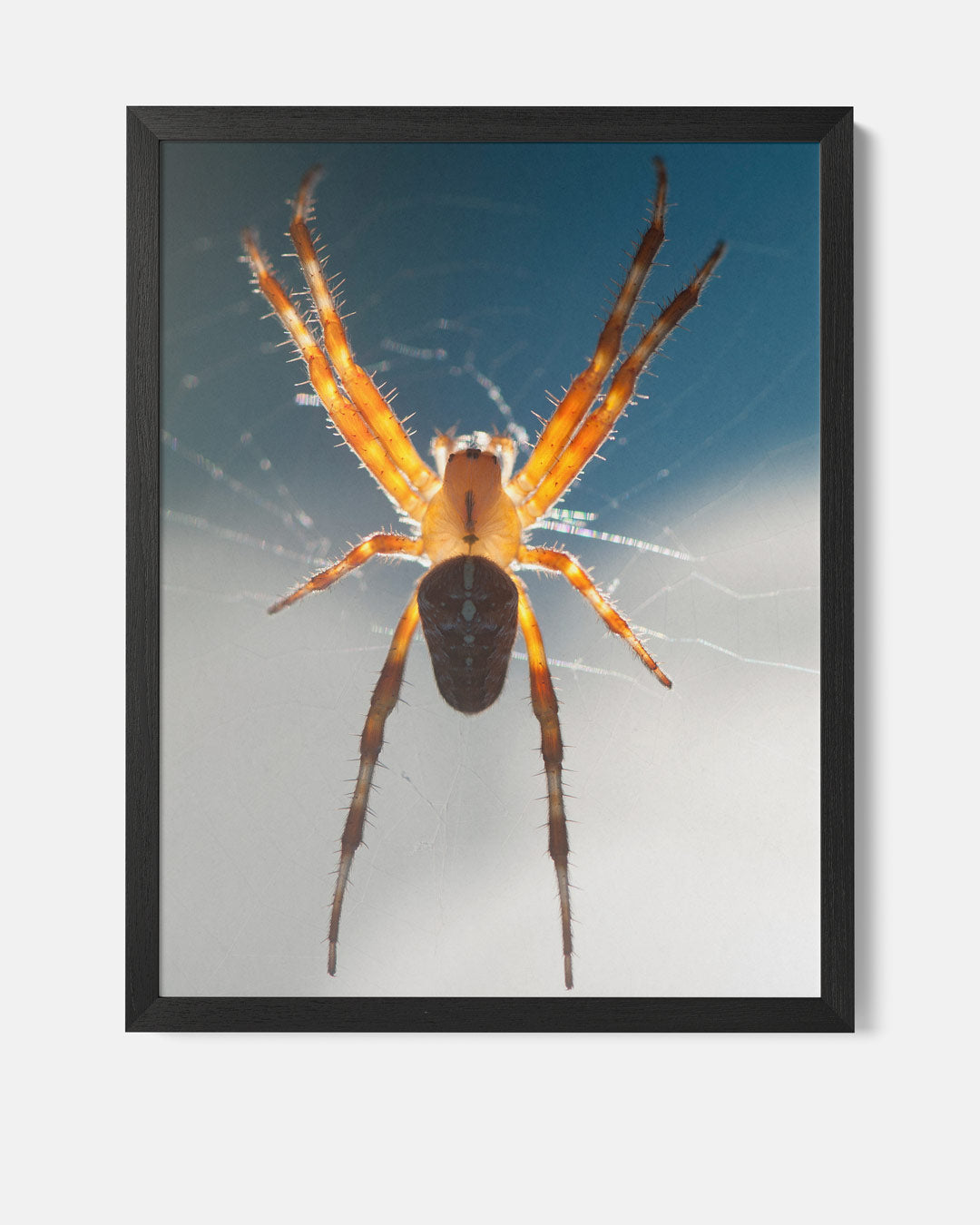 Betoverende spinnenwebkunst Poster