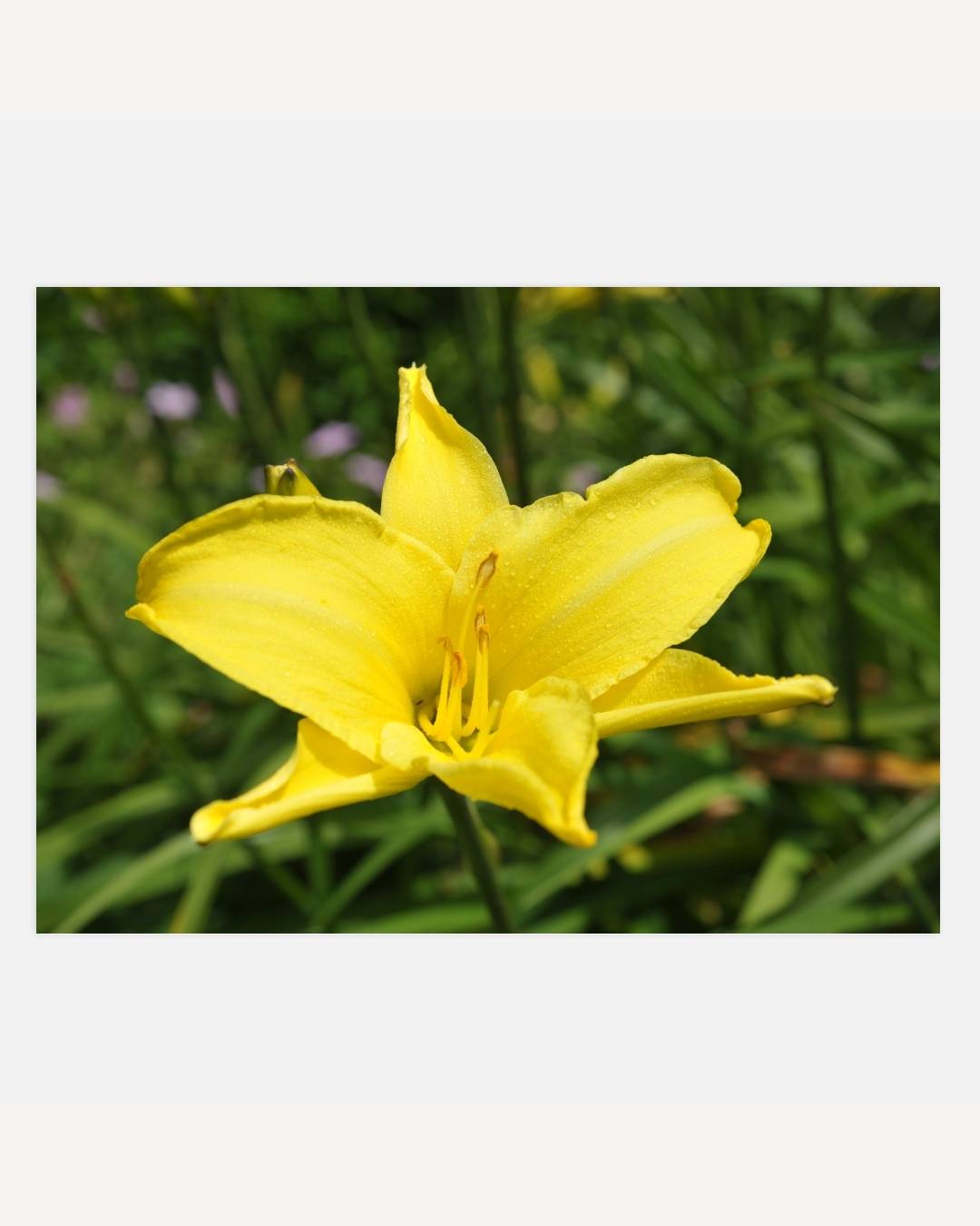 Heldere gele lelie Poster