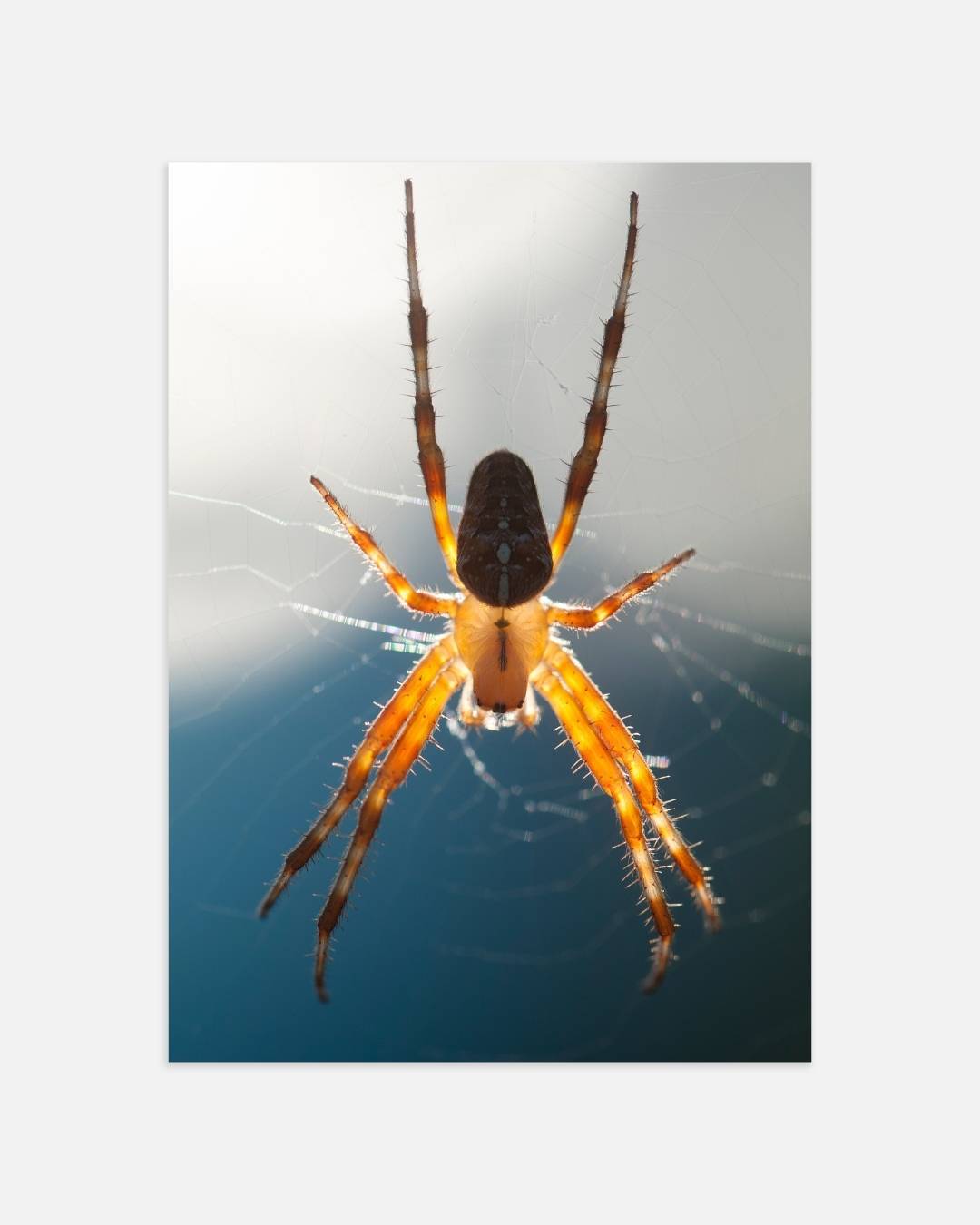 Zonverlichte spin in web Poster