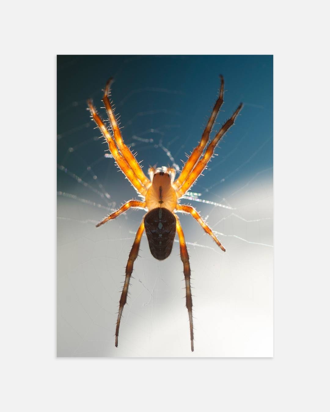 Natuurgetrouwe spin in web Poster