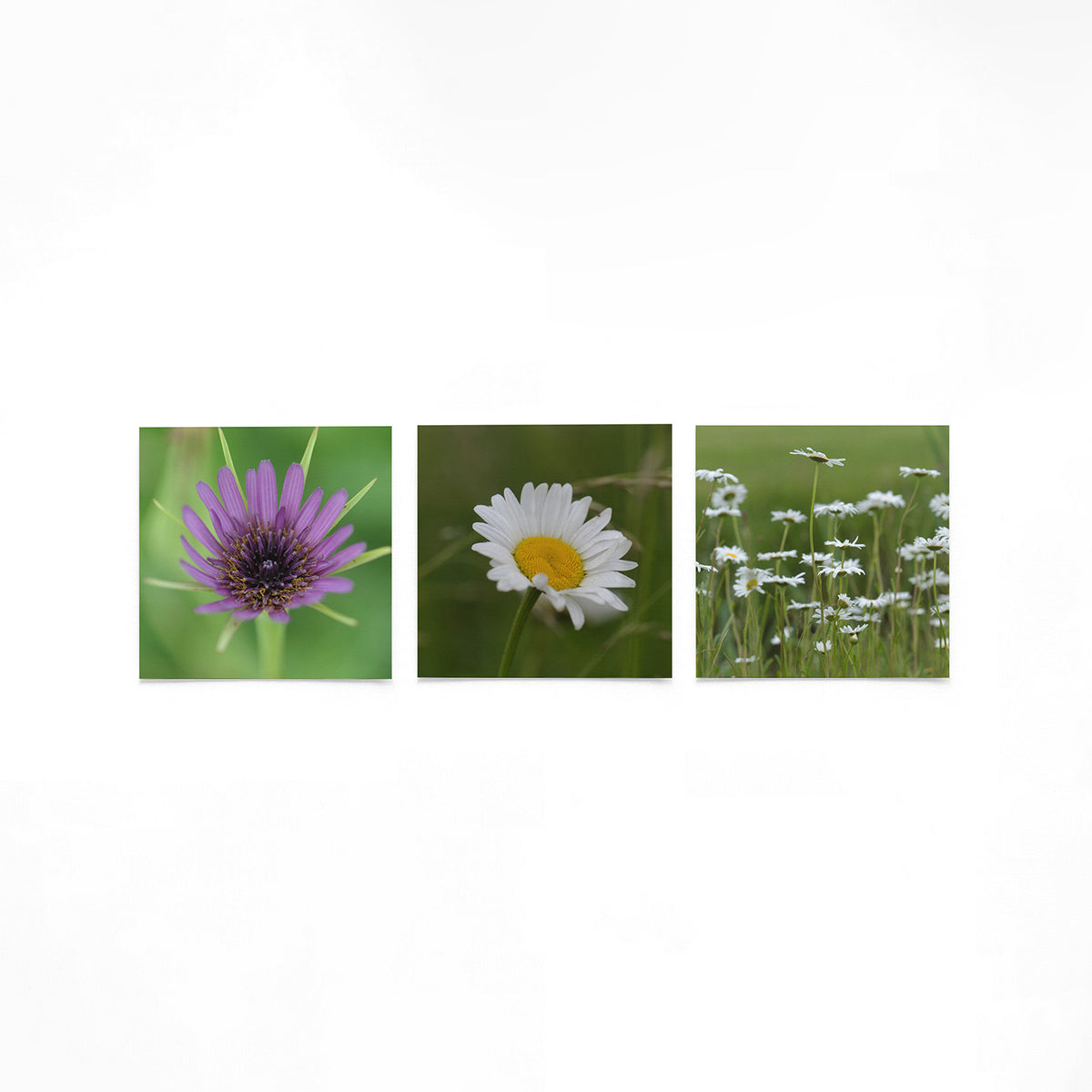 Productfoto van drie vierkante posters met bloemen in beeld – Gerald Emming