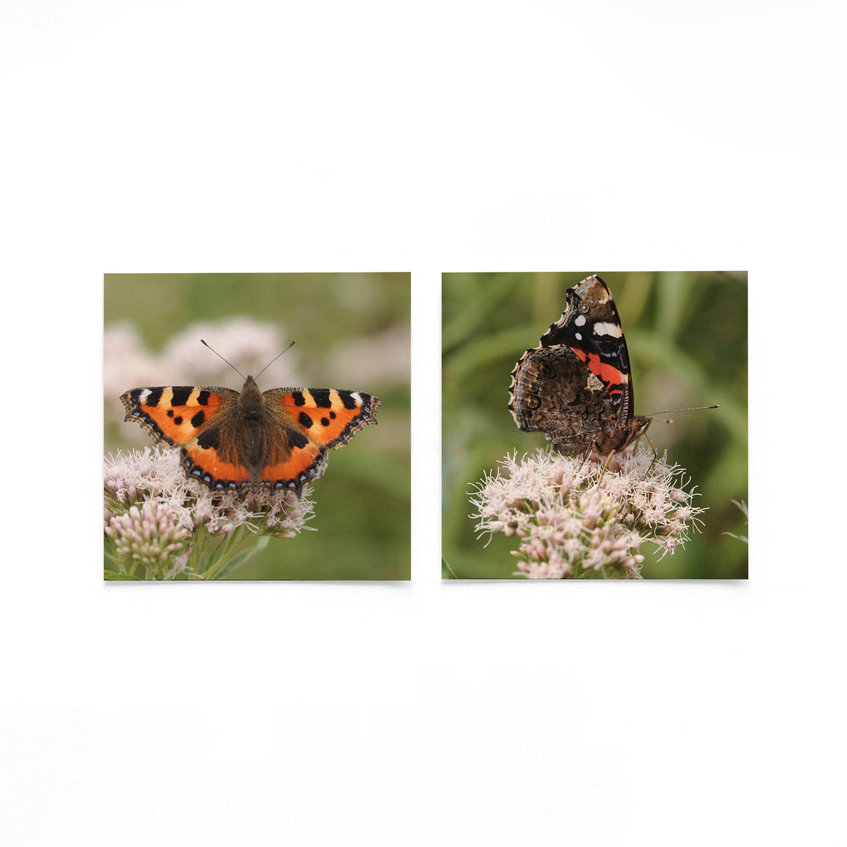 Productfoto van twee vierkante posters met vlinder boven bloesem – Gerald Emming