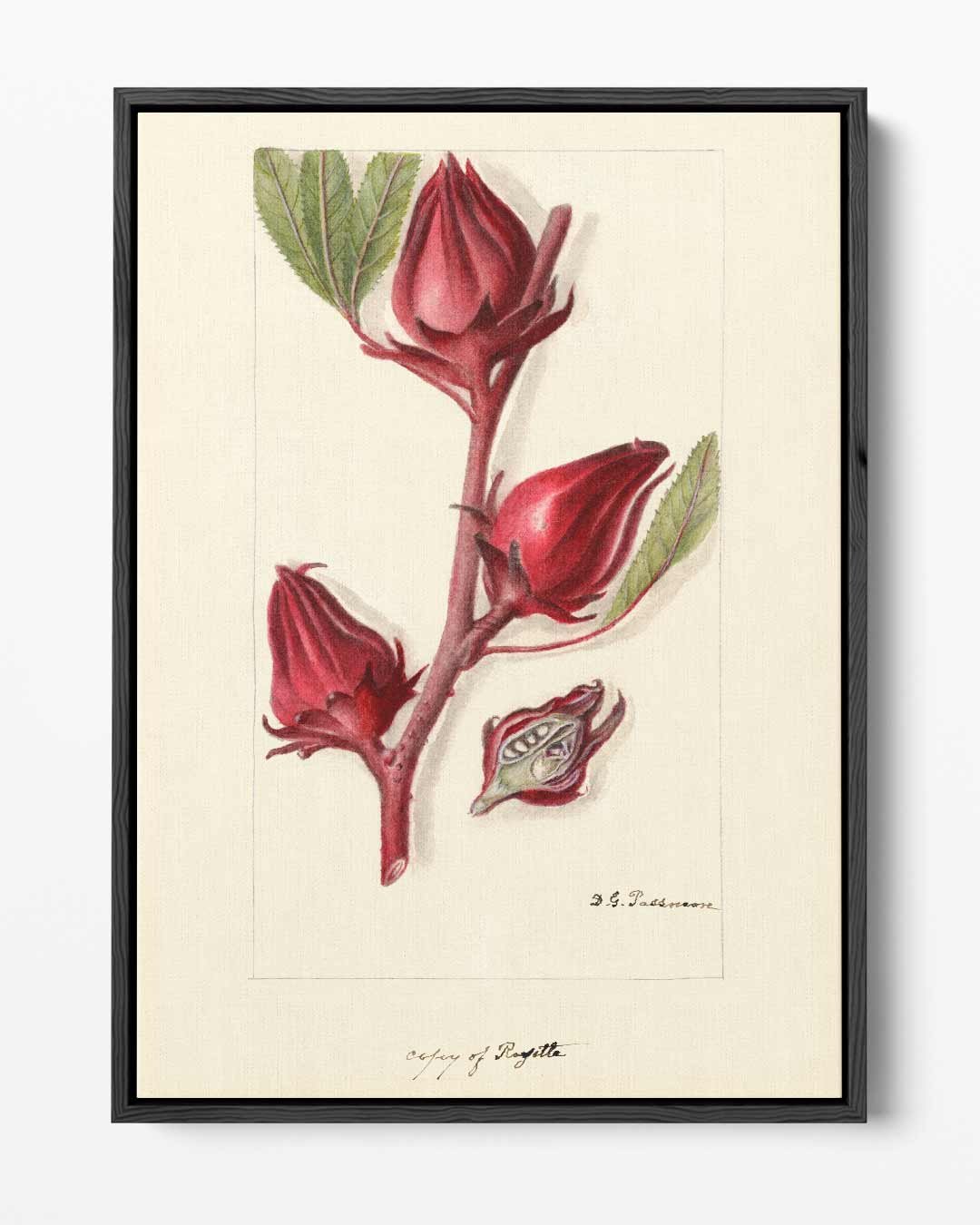 Botanische Rozelle Illustratie Kunstwerk-canvas-dibond-plexiglas-wanddecoratie-WallArtistic