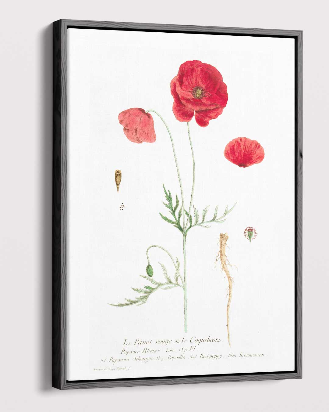 Botanische Print met Rode Klaproos Kunstwerk-canvas-dibond-plexiglas-wanddecoratie-WallArtistic