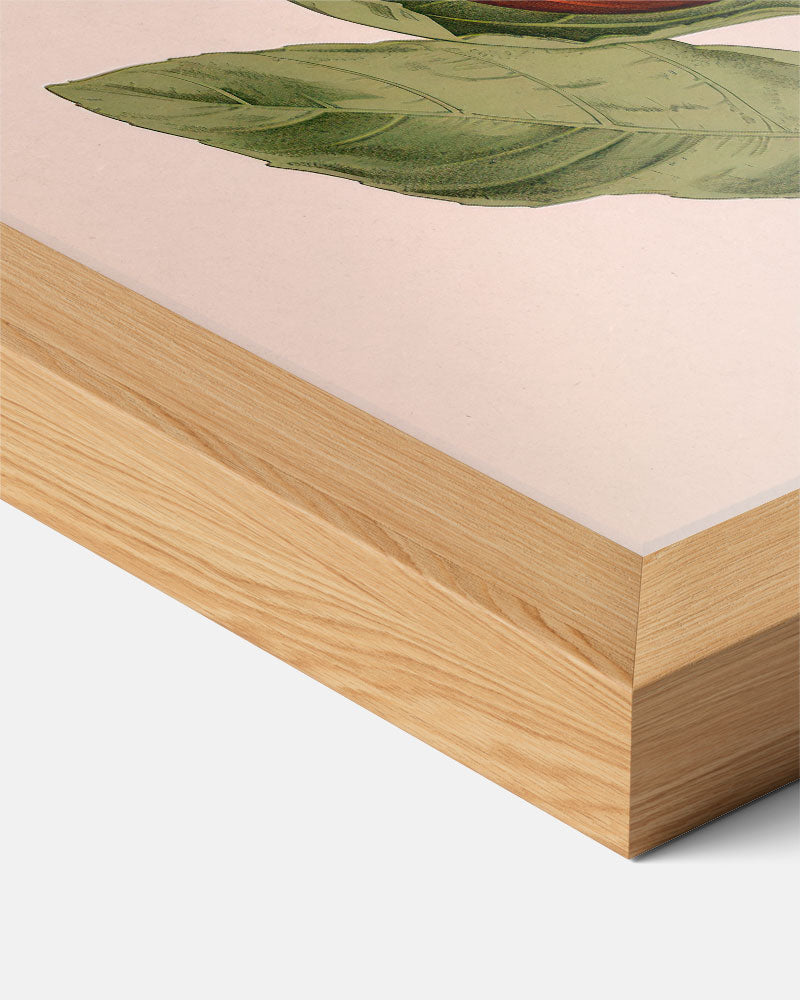 Botanische Artisjok Illustratie Poster-WallArtistic