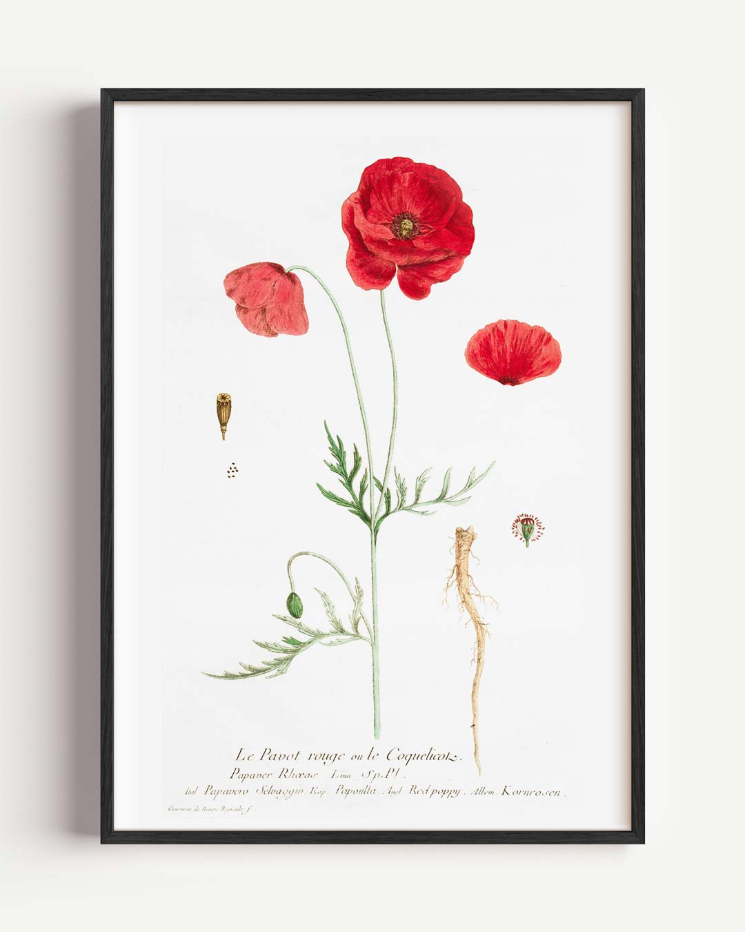 Vintage Klaproos Botanische Poster-WallArtistic