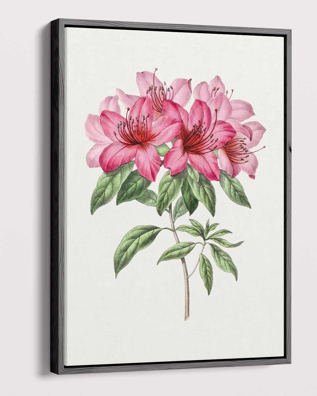 Schilderij van Azalea Bloemen Kunstwerk-canvas-dibond-plexiglas-wanddecoratie-WallArtistic