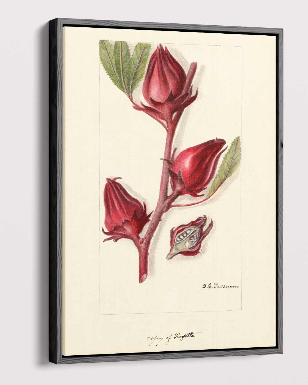 Botanische Rozelle Illustratie Kunstwerk-canvas-dibond-plexiglas-wanddecoratie-WallArtistic