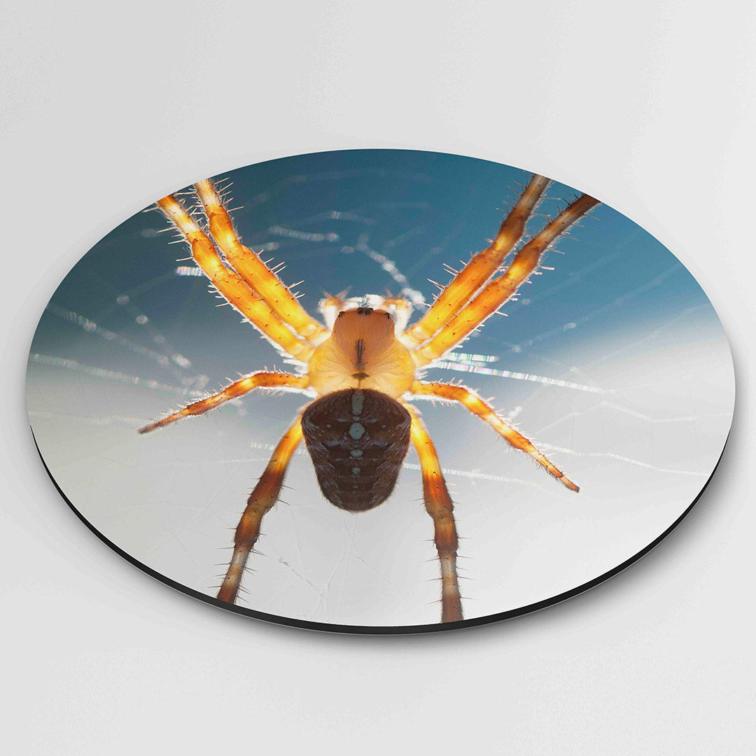 Spin in web Muurcirkel