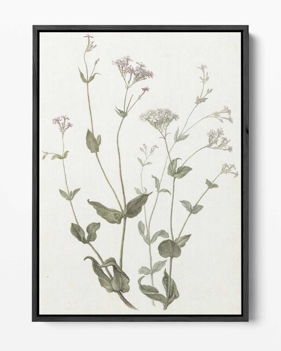 Botanische Bloemenillustratie Kunstwerk-canvas-dibond-plexiglas-wanddecoratie-WallArtistic