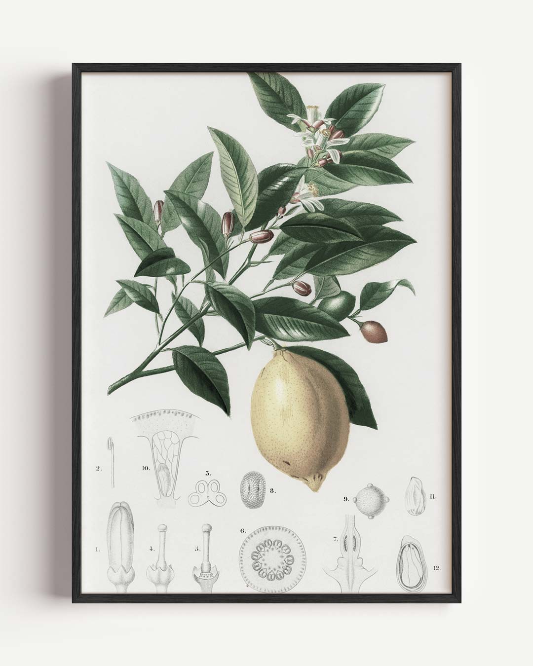 Botanische Citroenprint Poster