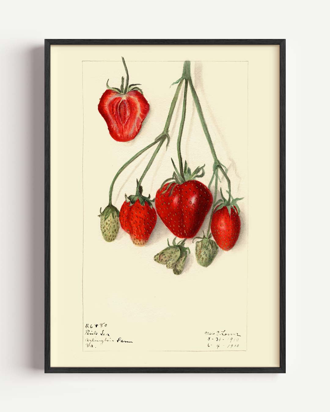 Vintage Aardbeien Illustratie Poster-WallArtistic