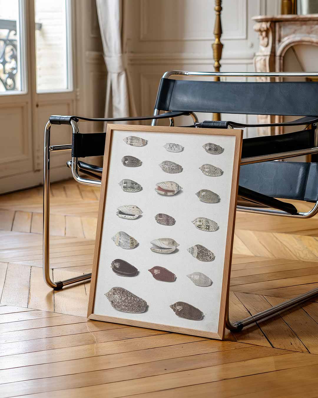 Elegante Schelpen Collectie Poster