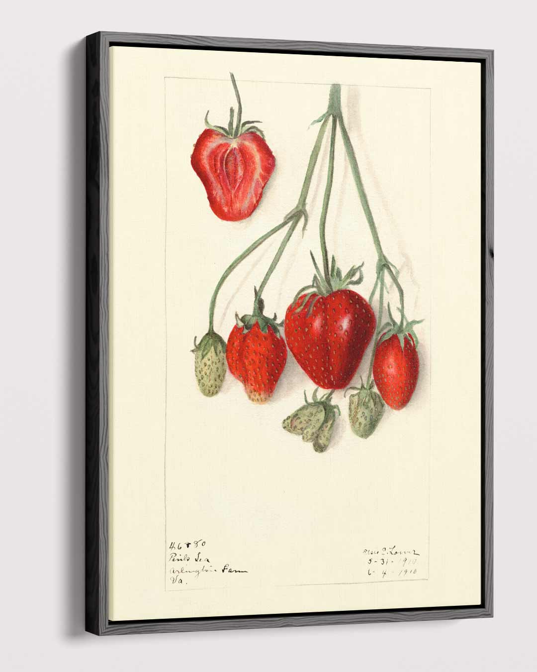Aardbeien Illustratie Kunstwerk-canvas-dibond-plexiglas-wanddecoratie-WallArtistic