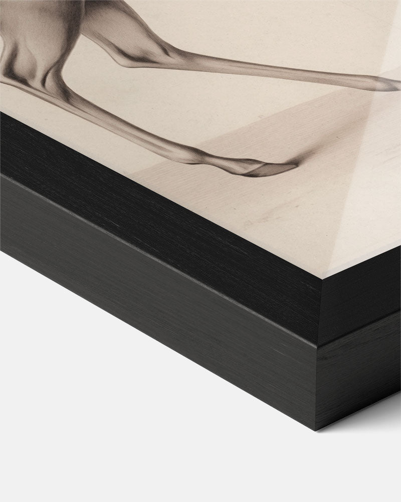 Elegante Hertenschets Poster-WallArtistic