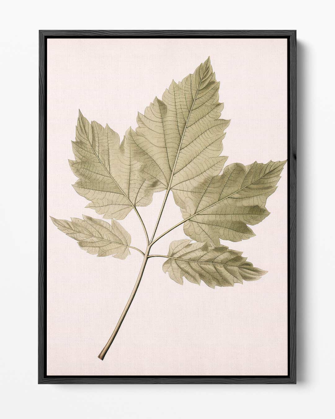 Botanische Bladillustratie Kunstwerk-canvas-dibond-plexiglas-wanddecoratie-WallArtistic