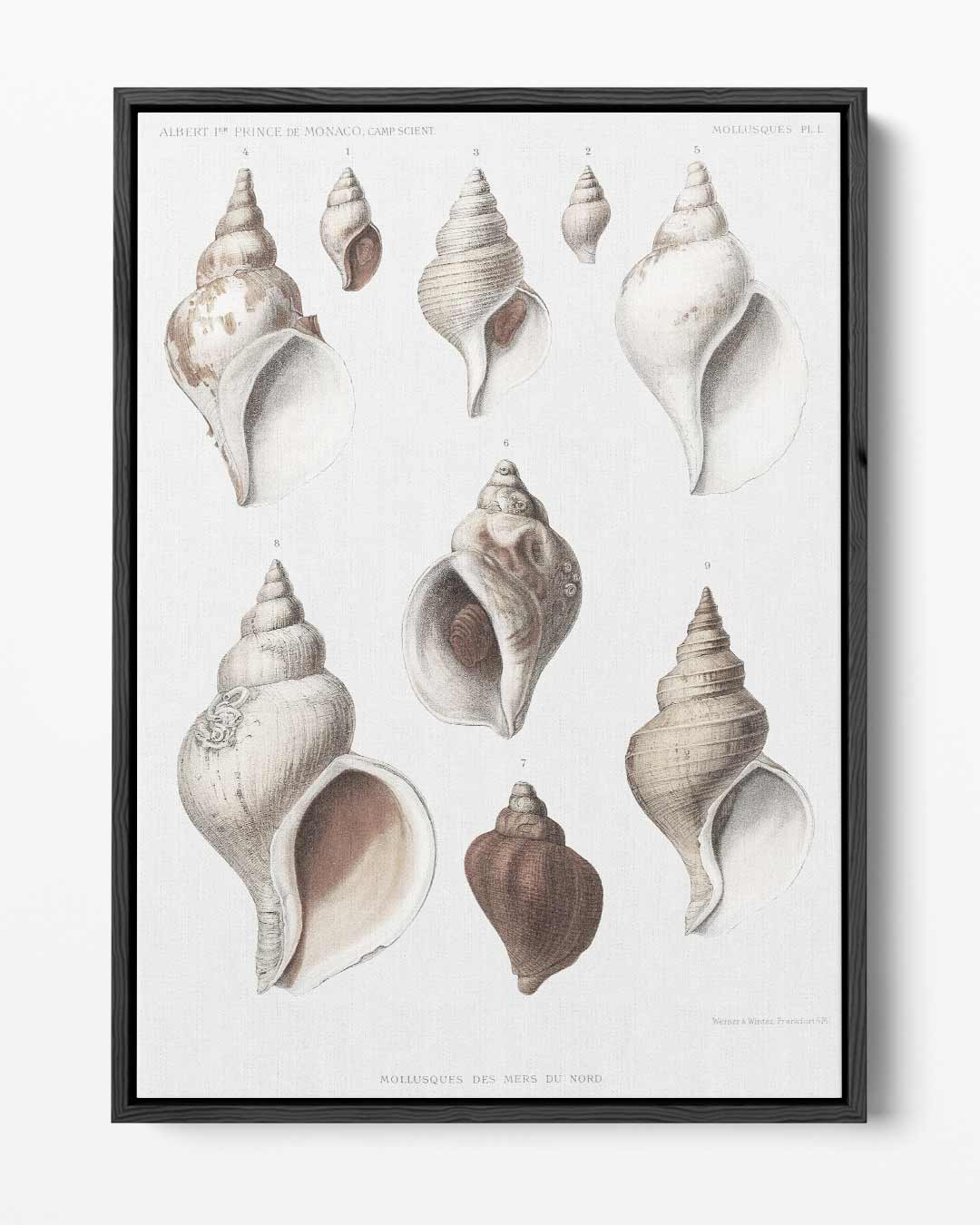 Vintage Schelpen Illustratie Kunstwerk-canvas-dibond-plexiglas-wanddecoratie-WallArtistic