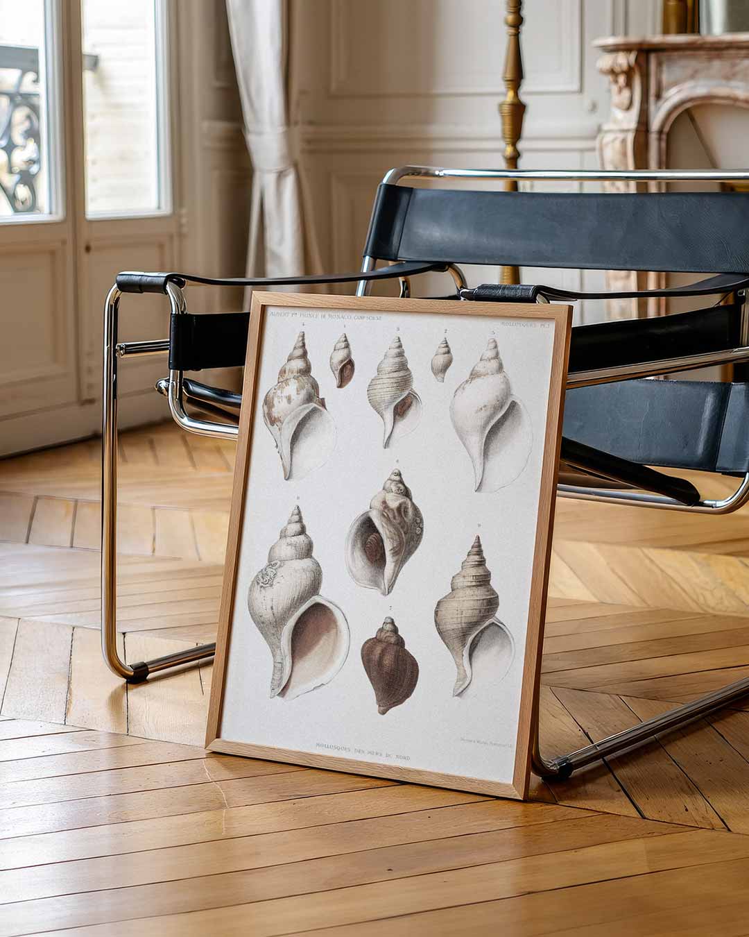 Elegante Schelpenillustratie Poster