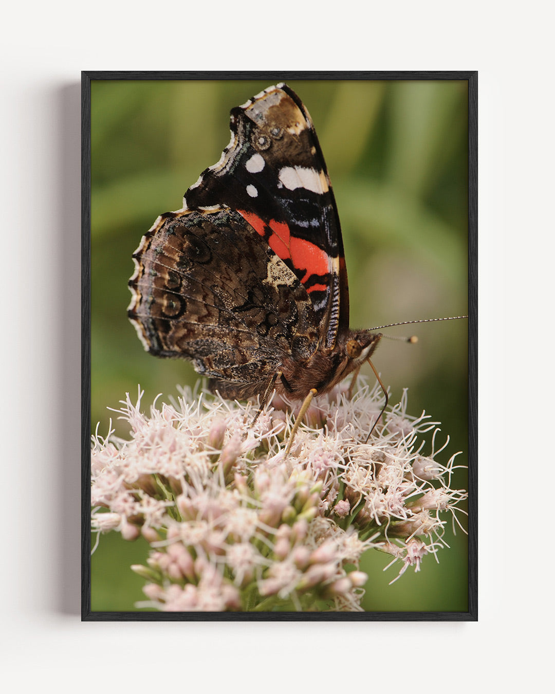 Vlinder op bloem Poster