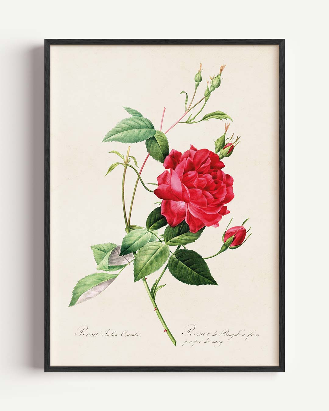 Vintage Botanische Rozenposter-WallArtistic