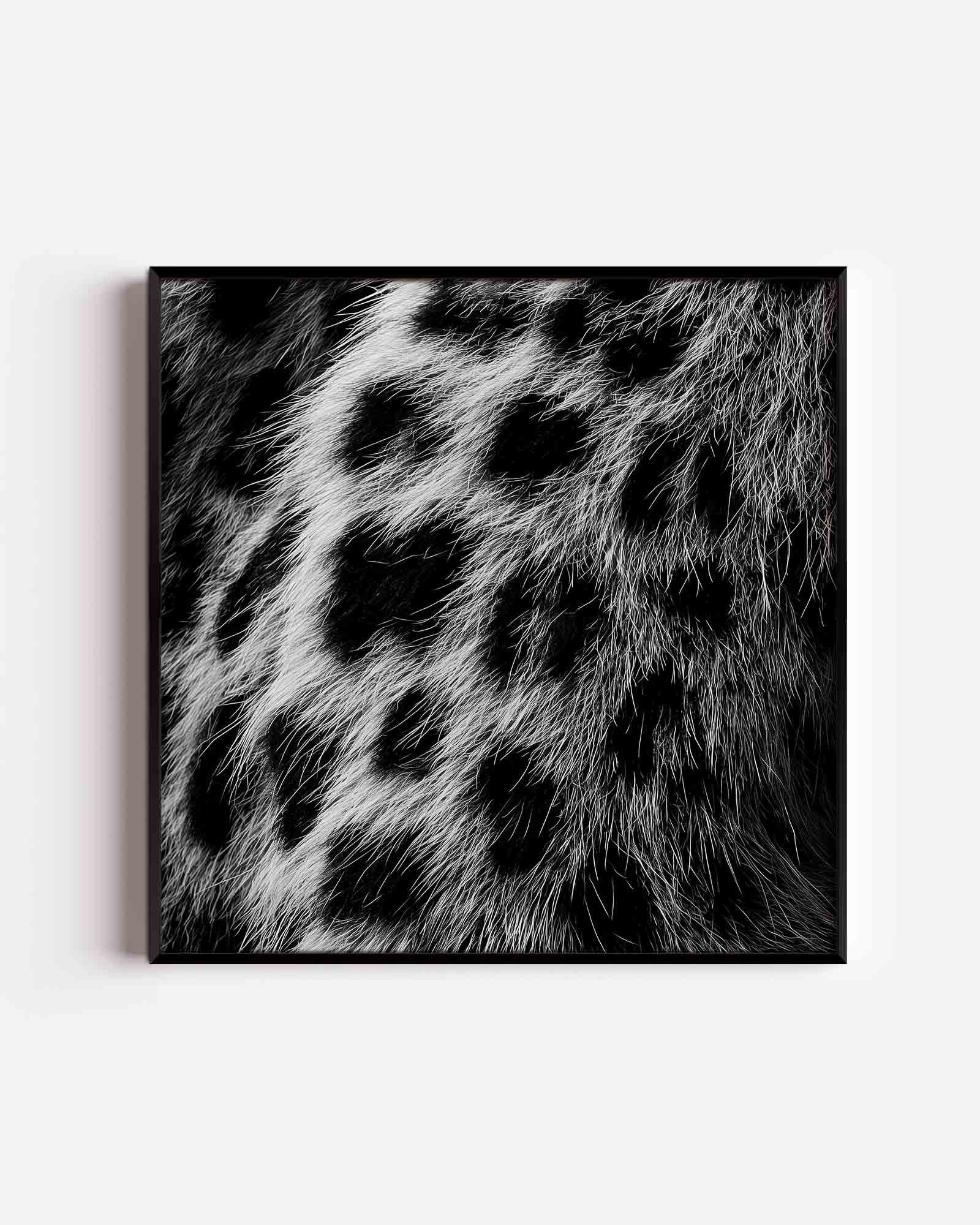 Zwart witte vacht Poster