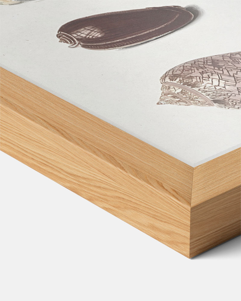 Elegante Schelpen Collectie Poster