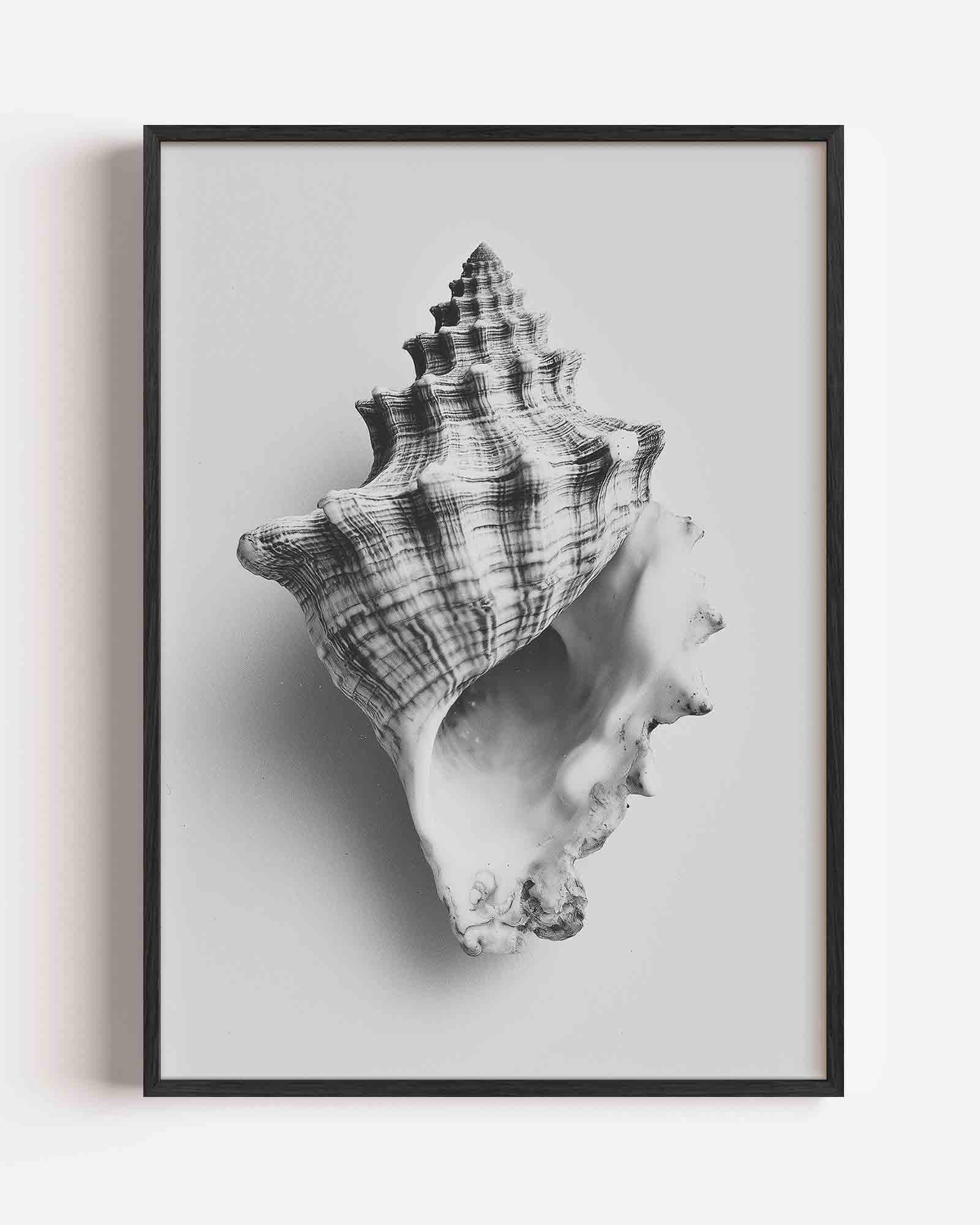 Schelp Poster