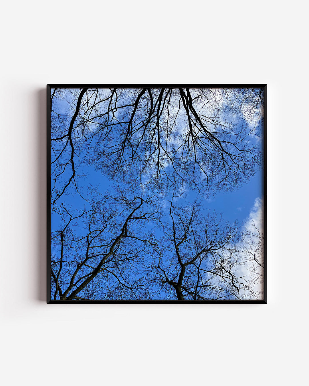 Boomtakken tegen lucht Poster