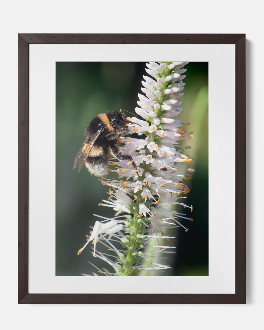 Vrolijke Hommel op Bloem Poster