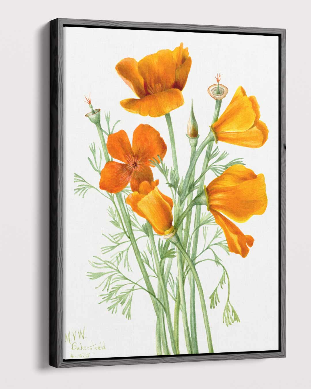 California Klaproos Illustratie Kunstwerk-canvas-dibond-plexiglas-wanddecoratie-WallArtistic