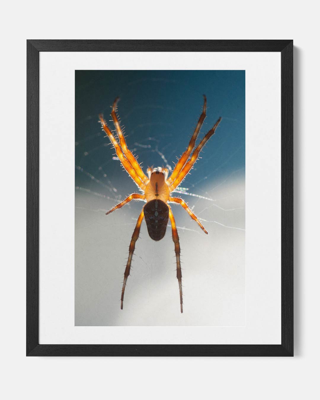 Betoverende spinnenwebkunst Poster