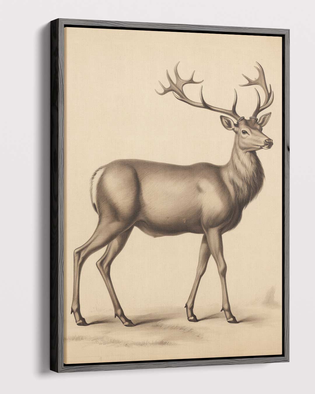 Elegante Hert in Potlood Kunstwerk-canvas-dibond-plexiglas-wanddecoratie-WallArtistic