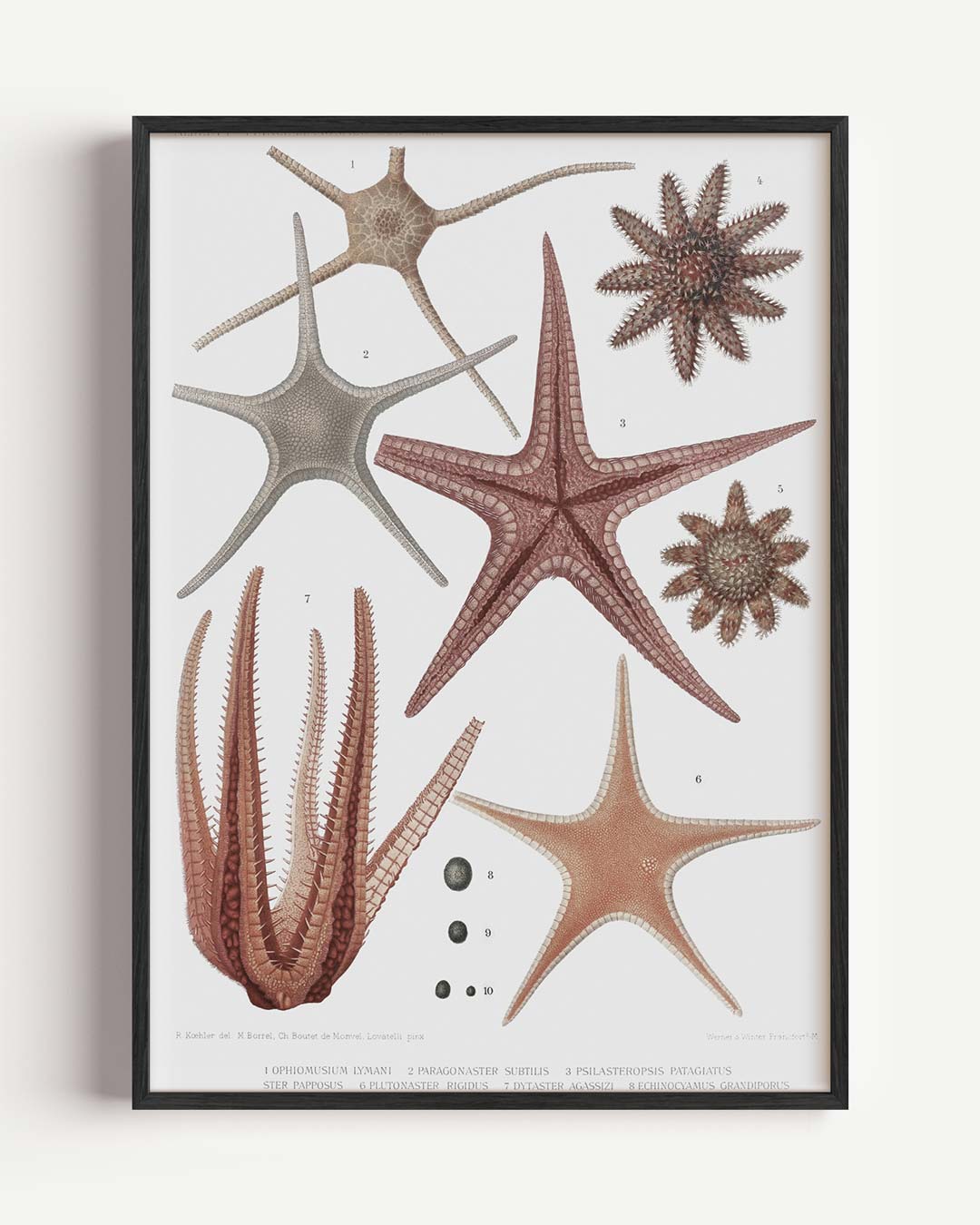 Vintage Zeesterren Illustratie Poster-WallArtistic