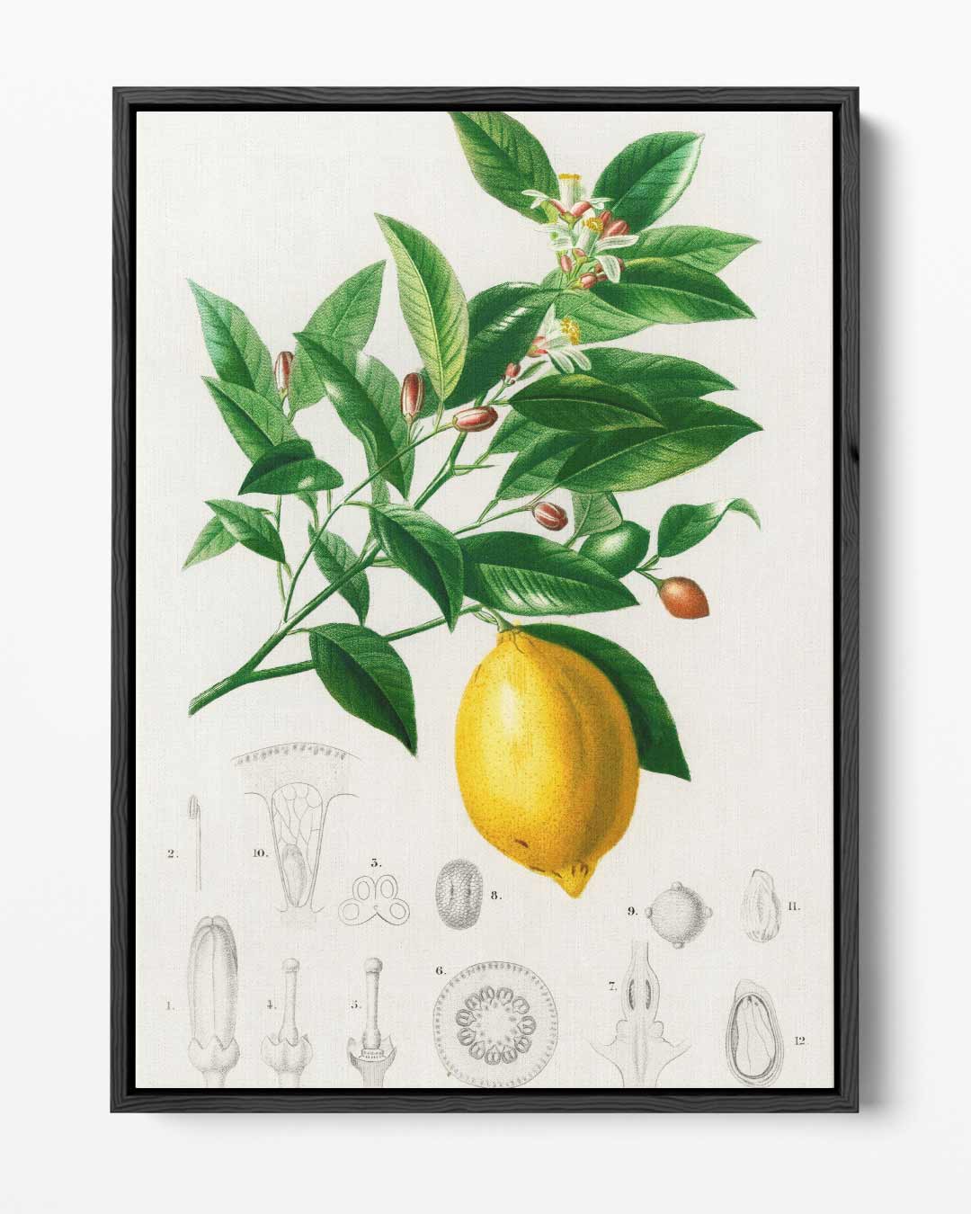 Botanische Illustratie van Citroenplant Kunstwerk-canvas-dibond-plexiglas-wanddecoratie-WallArtistic
