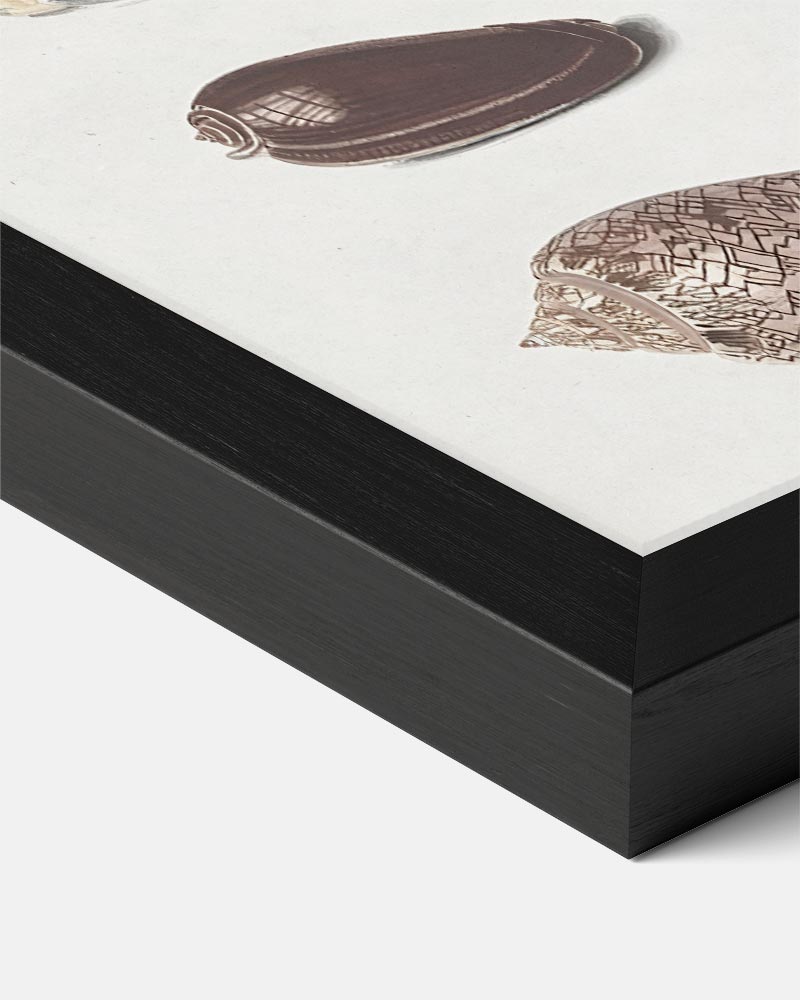 Elegante Schelpen Collectie Poster