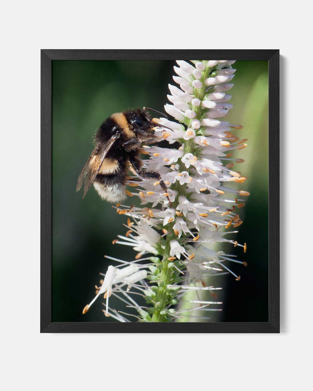 Vrolijke Hommel op Bloem Poster