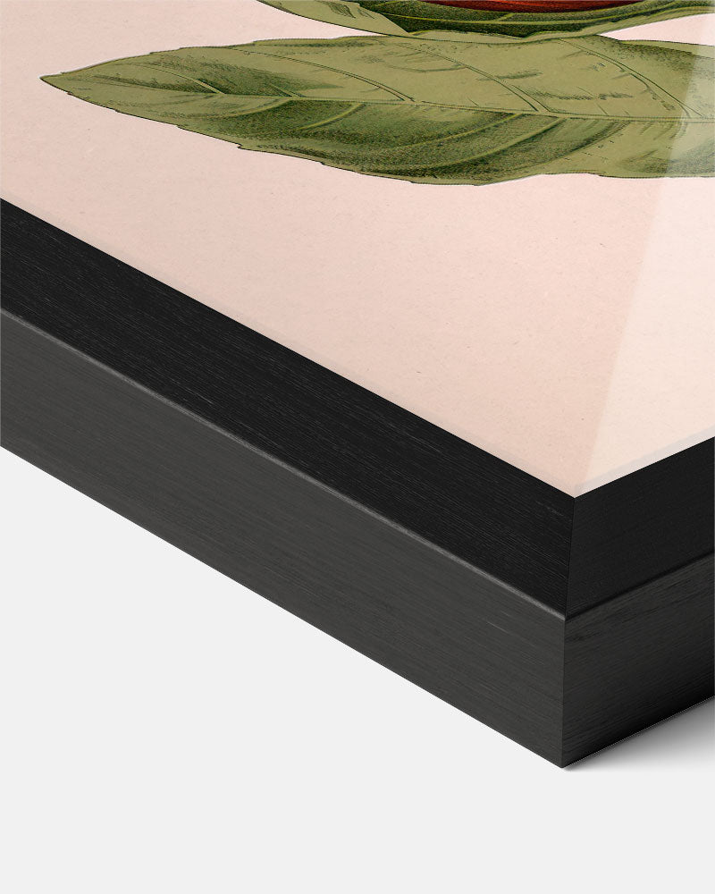 Botanische Artisjok Illustratie Poster-WallArtistic