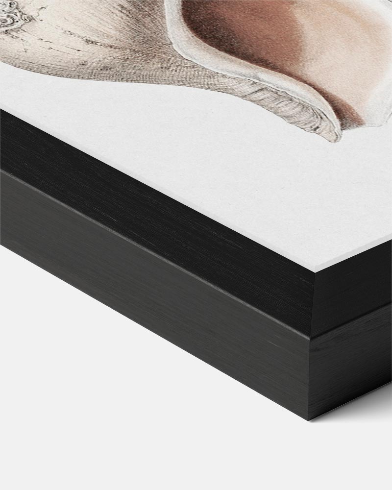 Elegante Schelpenillustratie Poster