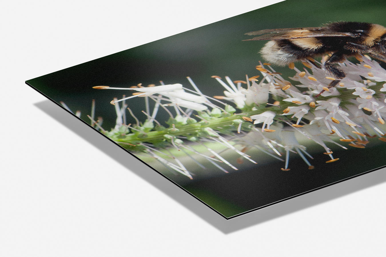 Vrolijke Hommel op Bloem Poster
