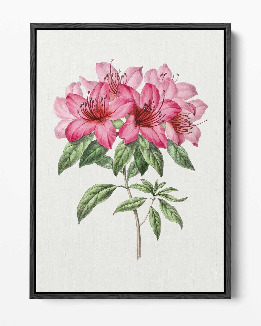 Schilderij van Azalea Bloemen Kunstwerk-canvas-dibond-plexiglas-wanddecoratie-WallArtistic