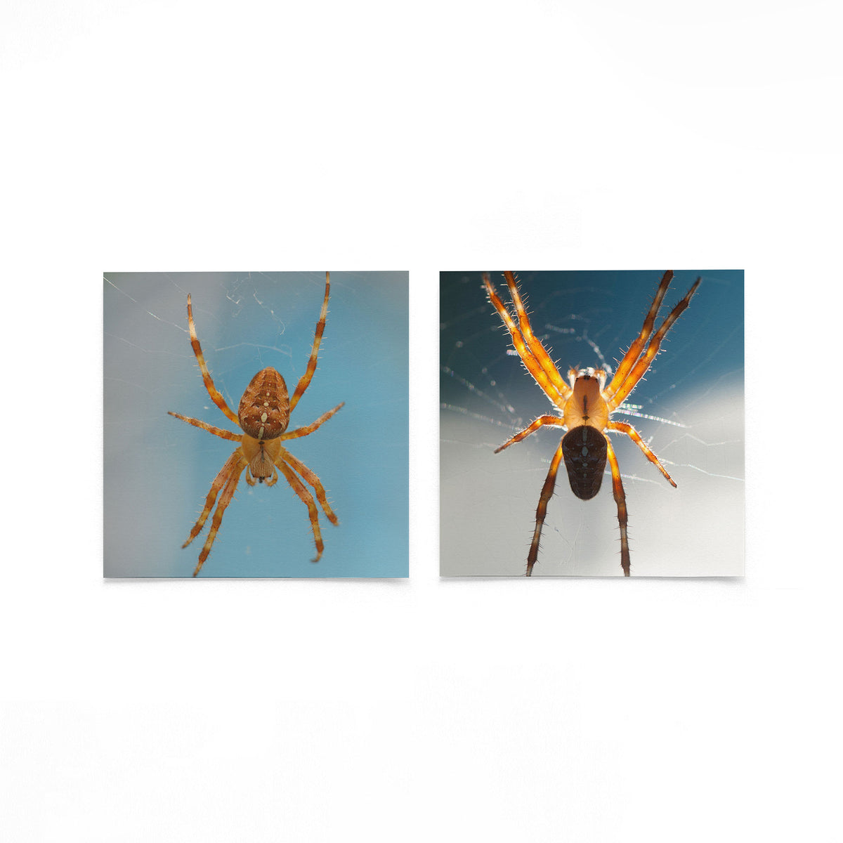 Productfoto van twee vierkante posters met spinnen in tegenlicht – Gerald Emming