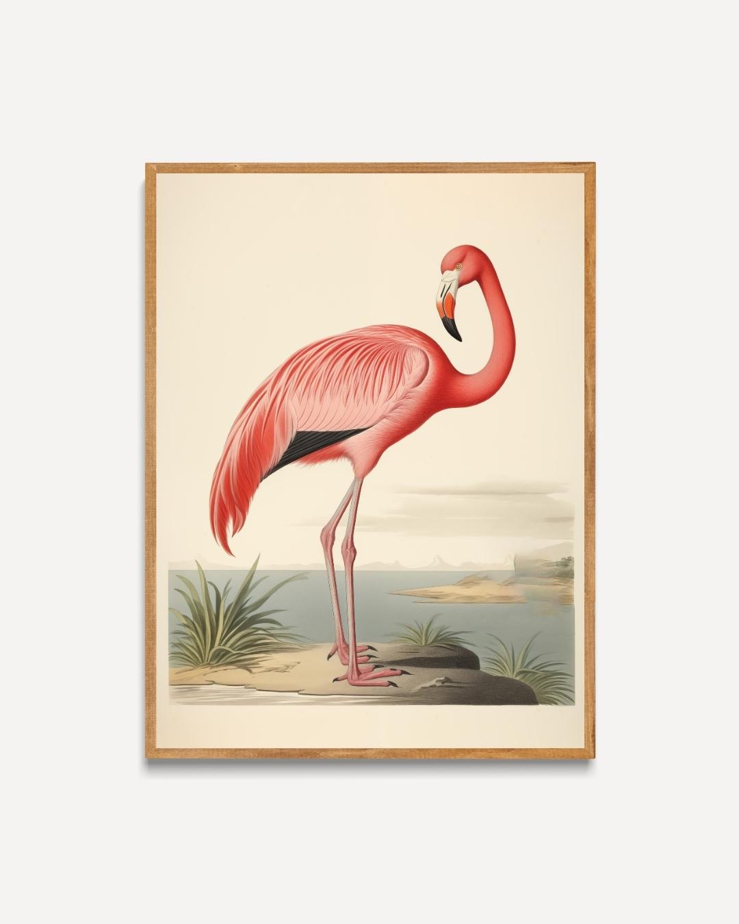 Tropische flamingo Poster