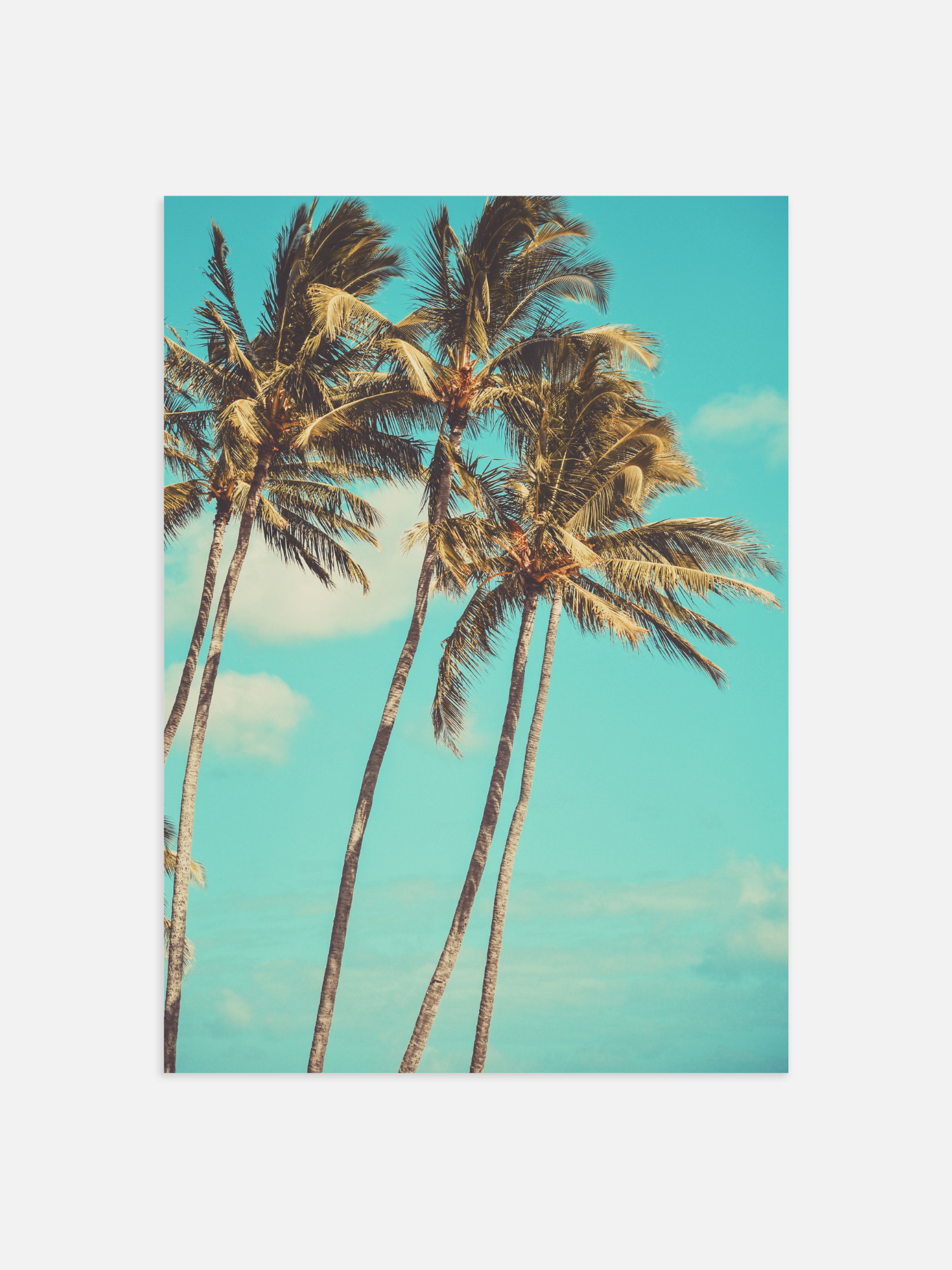 Palm tree Poster