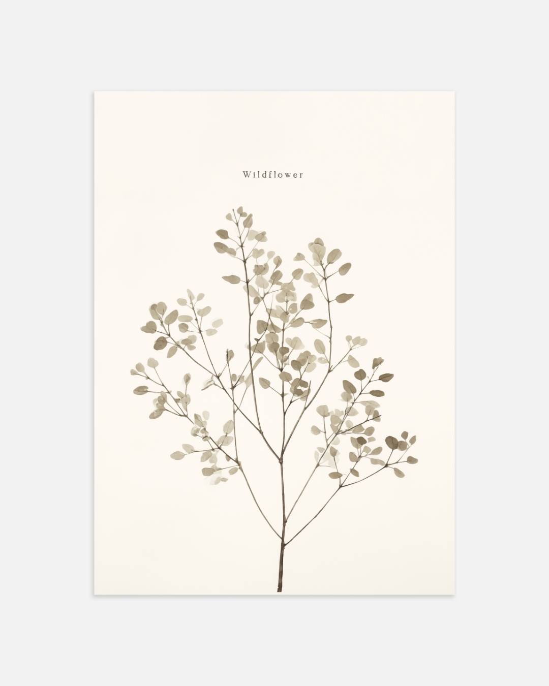 Wildflower botanische illustratie Poster