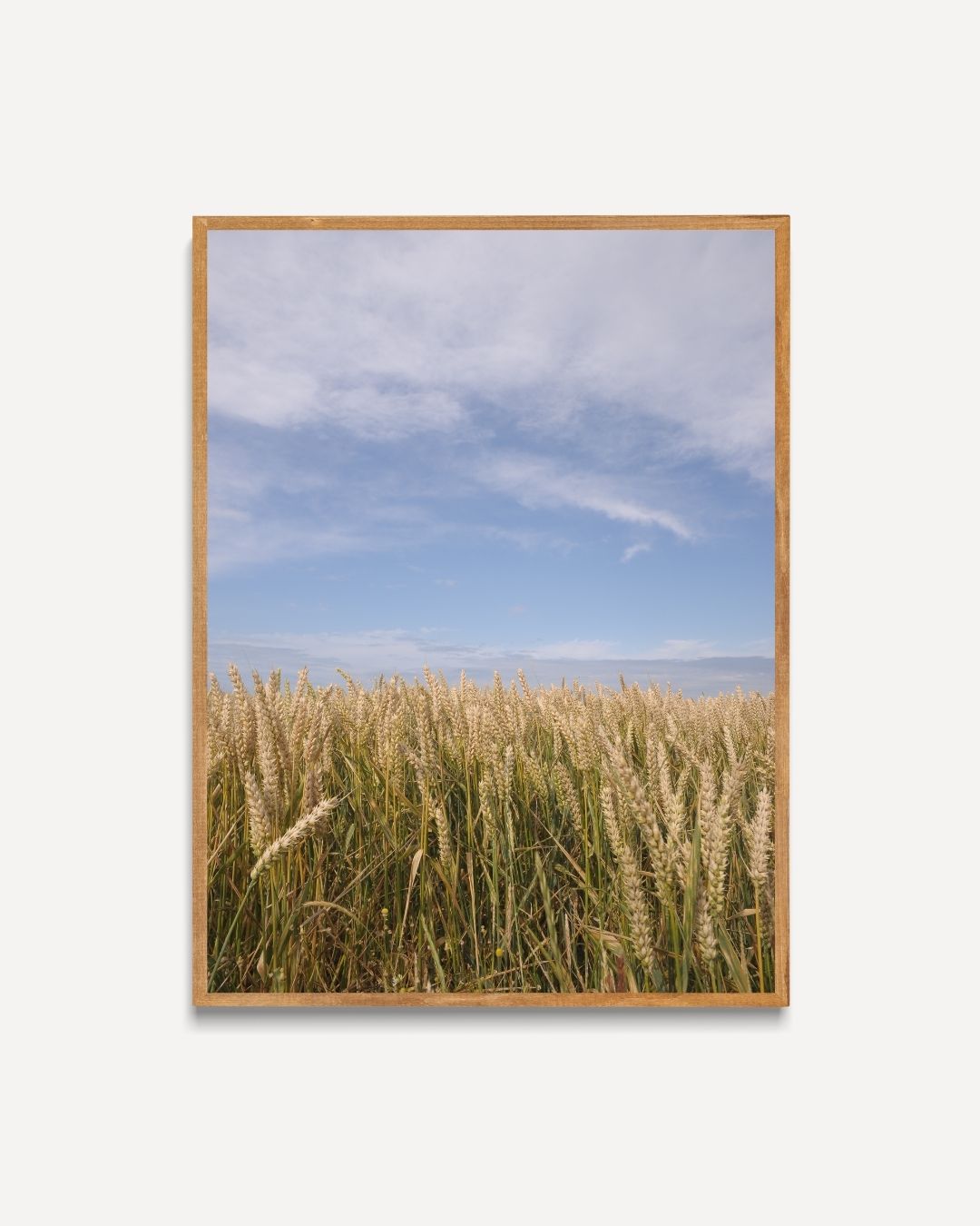 Wheat field under blue sky Poster